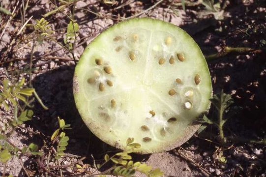 Image of watermelon