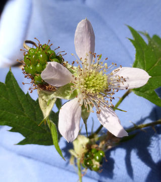 Image of cut-leaved bramble