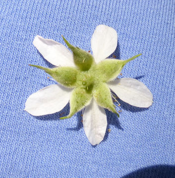 Image of cut-leaved bramble