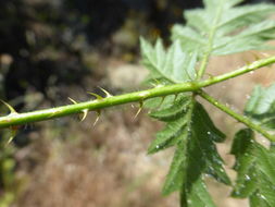 Image of cut-leaved bramble