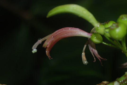 Image de Delissea rhytidosperma H. Mann