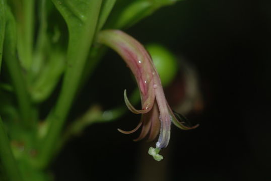 Imagem de Delissea rhytidosperma H. Mann