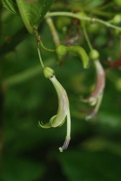 Imagem de Delissea rhytidosperma H. Mann