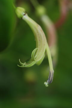 Image de Delissea rhytidosperma H. Mann