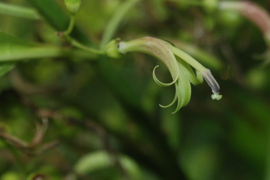 Image de Delissea rhytidosperma H. Mann