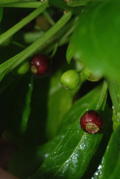 Image de Delissea rhytidosperma H. Mann