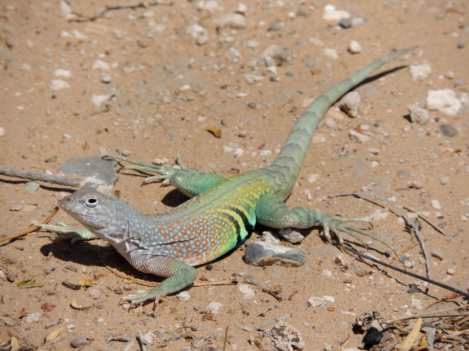 Image of Greater Earless Lizard