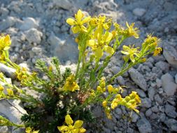 Image of King's flax