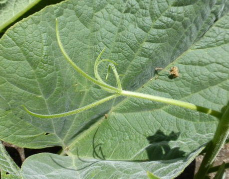 Sivun Cucurbita foetidissima Kunth kuva