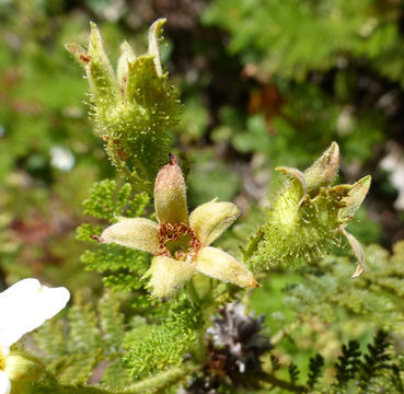 Imagem de Chamaebatia foliolosa Benth.