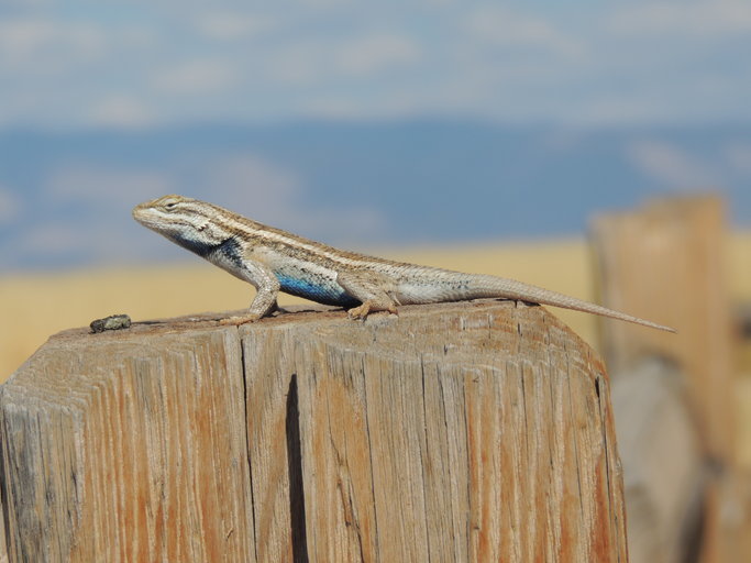 Image of Southwestern Fence Lizard