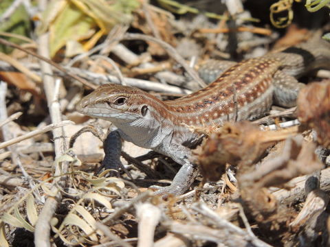 Image of Chihuahuan spotted whiptail
