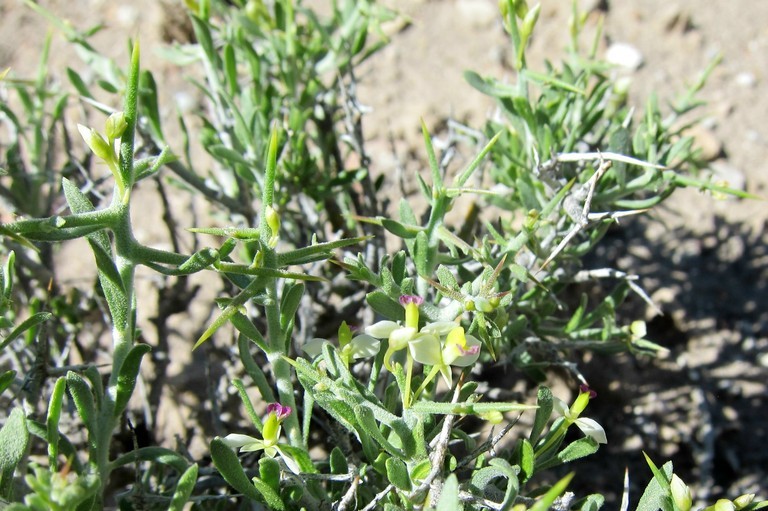 Image of <i>Polygala acanthoclada</i>