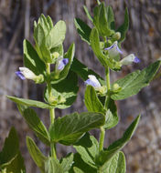 Scutellaria bolanderi subsp. austromontana Epling的圖片