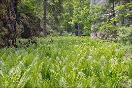 Image of Ostrich fern