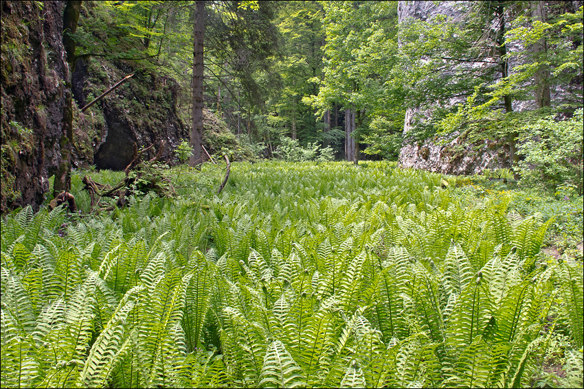 Image of Ostrich fern