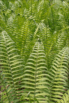 Image of Ostrich fern