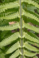 Image of Ostrich fern