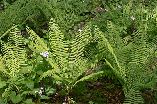 Image of Ostrich fern