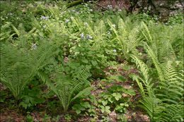 Plancia ëd Matteuccia struthiopteris (L.) Tod.