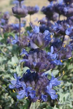 Image of purple sage