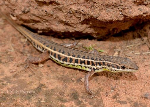 Image of Punjab-Snake-eyed Lacerta