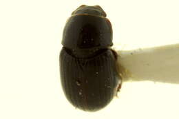 Image of Planolinoides