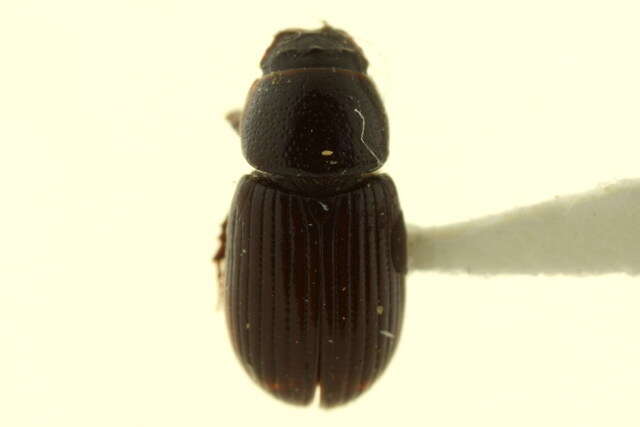 Image of Planolinoides