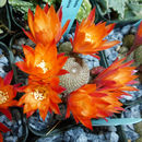 Imagem de Rebutia heliosa Rausch