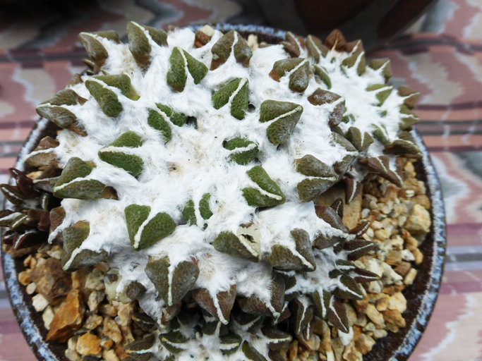 Ariocarpus kotschoubeyanus (Lem.) K. Schum. resmi