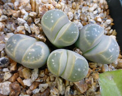 Plancia ëd Lithops olivacea L. Bol.