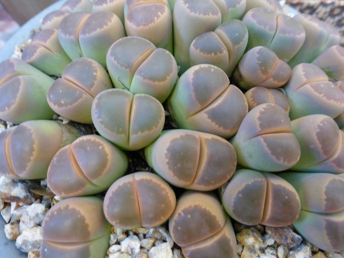 Plancia ëd Lithops olivacea L. Bol.