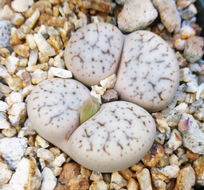 Image of Lithops pseudotruncatella (Berger) N. E. Br.