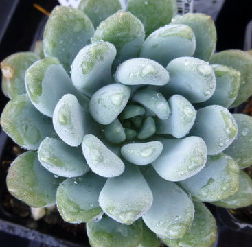 Echeveria elegans Rose resmi