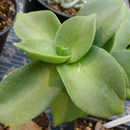 Image of Crassula lactea