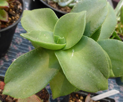 Image of Crassula lactea