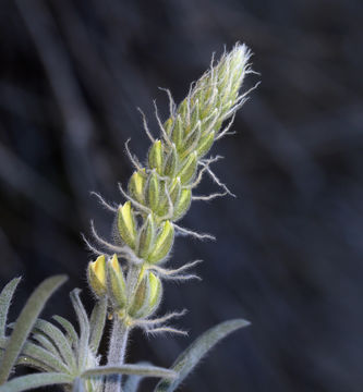 Image of Dedecker lupine