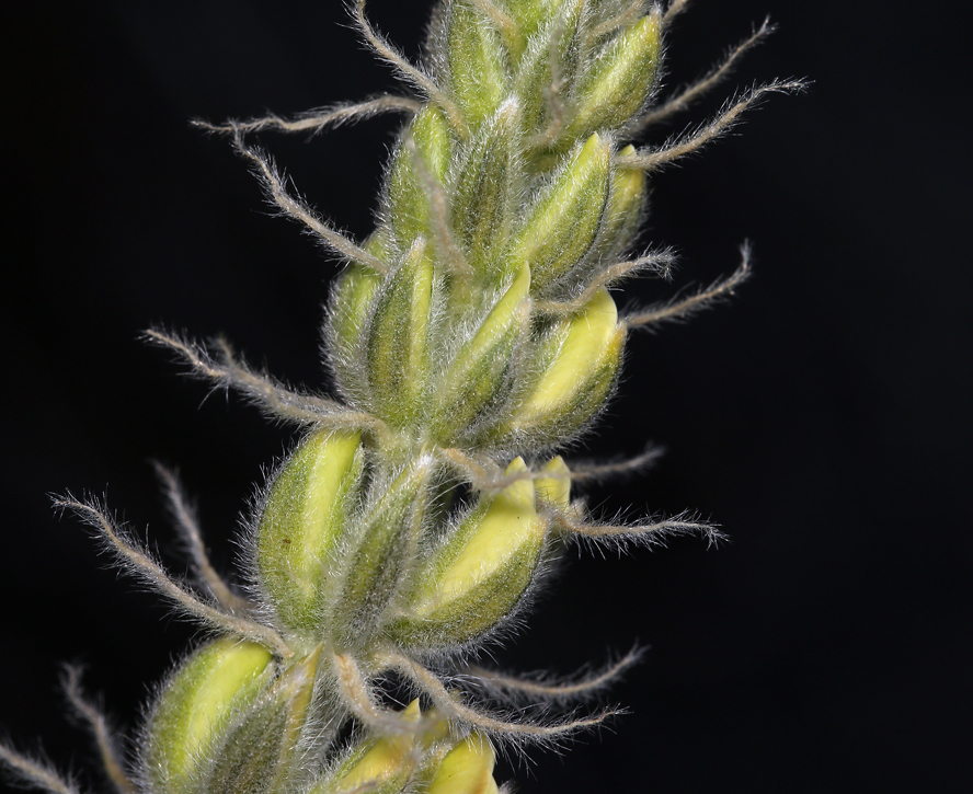 Image of Dedecker lupine