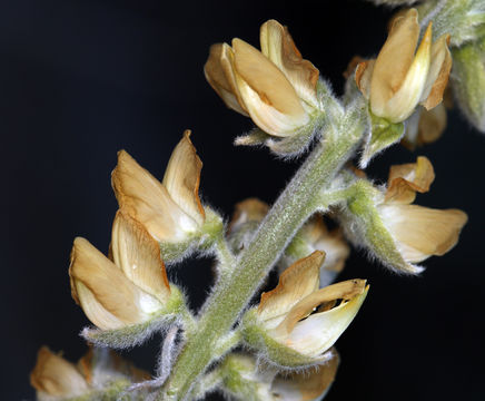 Plancia ëd Lupinus padre-crowleyi C. P. Sm.