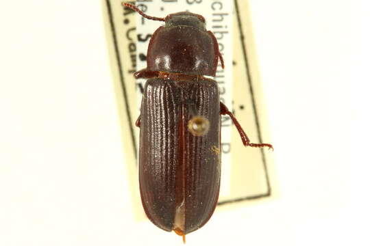 Image of Tenebrio Linnaeus 1758