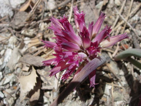 Image of San Bernardino Mountain onion