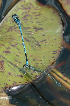 Image of Azure Bluet