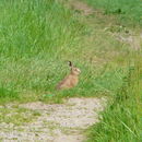 Image of brown hare, european hare