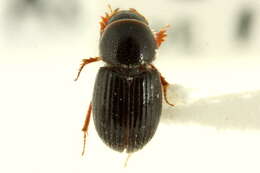Image of Aegialiinae