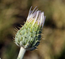 Plancia ëd Cirsium mohavense (Greene) Petr.