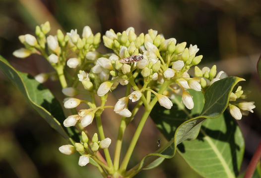 Image of Indian-hemp