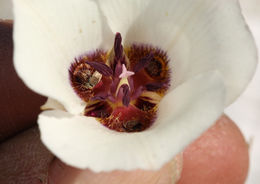 Imagem de Calochortus excavatus Greene