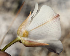 Imagem de Calochortus excavatus Greene