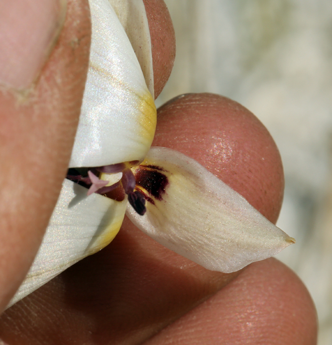 Imagem de Calochortus excavatus Greene