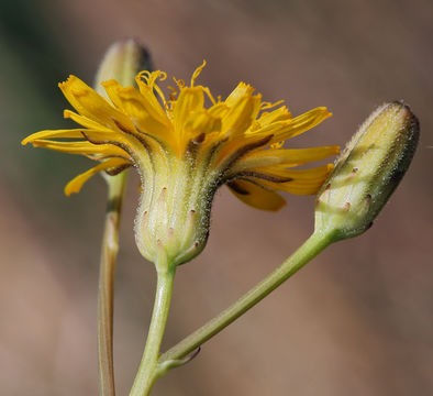 Image of Hall's hawksbeard